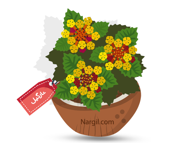  Nargil - Spanish Flag